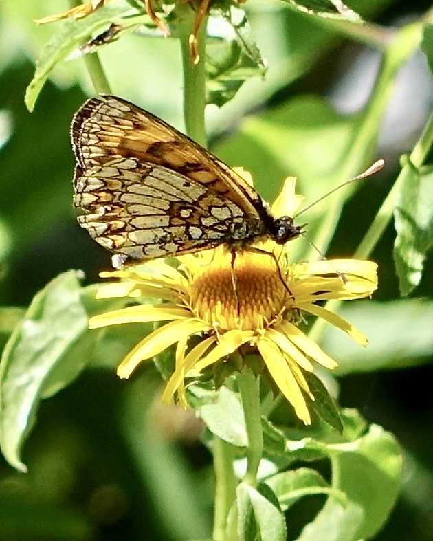 heath fritillary